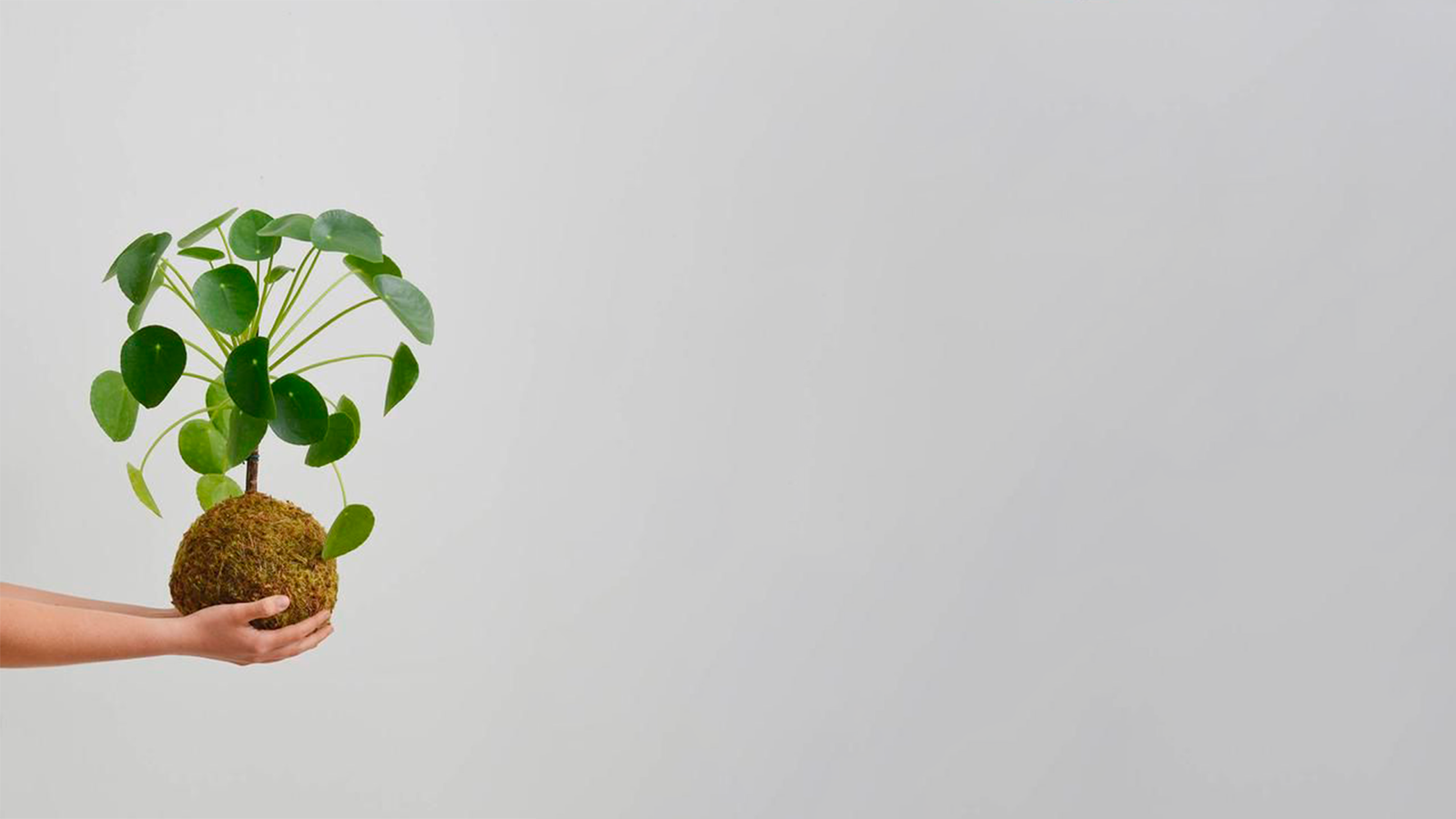 Kokedama Pilea segurada nas mãos