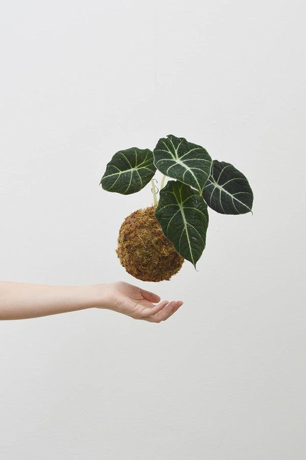 Kokedama Alocásia