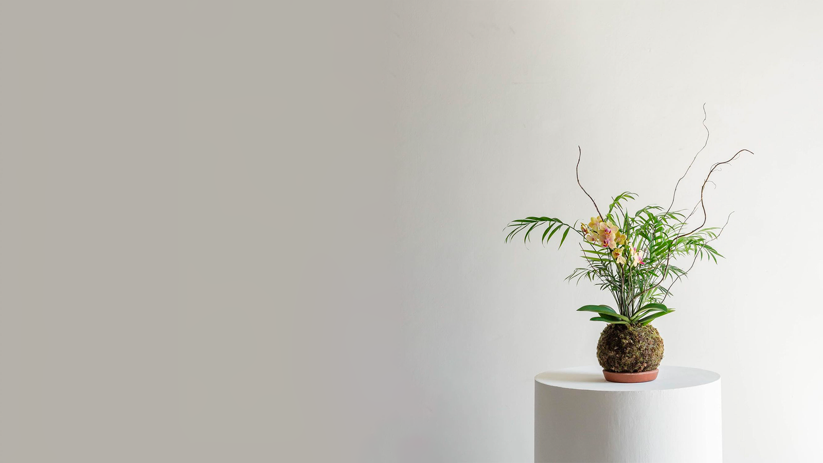 Kokedama de palmeira e orquídeas sobre pedestal