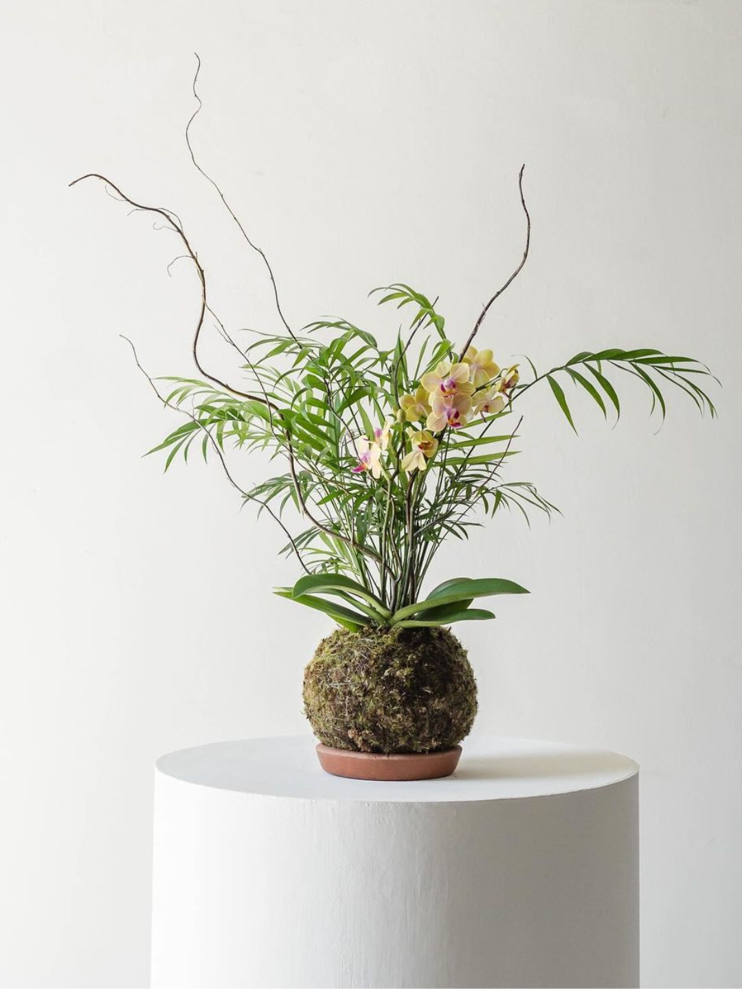 Kokedama de palmeira e orquídeas sobre pedestal